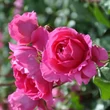 Kép 2/3 - Rosa 'Pink Cloud' - rózsaszín - climber, futó rózsa