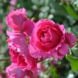 Rosa 'Pink Cloud' - rózsaszín - climber, futó rózsa