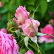 Rosa 'Pink Cloud' - rózsaszín - climber, futó rózsa
