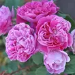 Kép 1/3 - Rosa 'Lavander™' - lila - nosztalgia rózsa