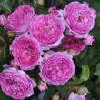 Kép 2/3 - Rosa 'Lavander™' - lila - nosztalgia rózsa