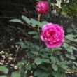 Rosa 'Lavander™' - lila - nosztalgia rózsa