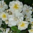 Kép 1/3 - Rosa 'Popcorn' - fehér - törpe - mini rózsa