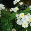 Rosa 'Popcorn' - fehér - törpe - mini rózsa