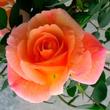 Kép 1/3 - Rosa 'Puerta del Sol' - sárga - climber, futó rózsa