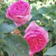 Kép 2/3 - Rosa 'Renée Van Wegberg™' - rózsaszín - nosztalgia rózsa