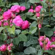 Kép 3/3 - Rosa 'Renée Van Wegberg™' - rózsaszín - nosztalgia rózsa
