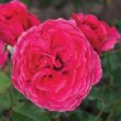 Kép 1/3 - Rosa 'Sava™' - rózsaszín - virágágyi floribunda rózsa