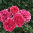 Kép 2/3 - Rosa 'Sava™' - rózsaszín - virágágyi floribunda rózsa