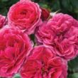 Kép 3/3 - Rosa 'Sava™' - rózsaszín - virágágyi floribunda rózsa
