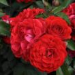 Rosa 'Tara™' - narancssárga - virágágyi polianta rózsa