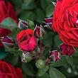 Kép 4/4 - Rosa 'Tara™' - narancssárga - virágágyi polianta rózsa