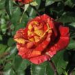 Rosa 'Valentina™' - vörös - sárga - teahibrid rózsa