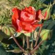 Kép 3/3 - Rosa 'Valentina™' - vörös - sárga - teahibrid rózsa