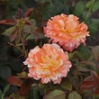 Kép 2/3 - Rosa 'Vizantina™' - narancssárga - fehér - virágágyi floribunda rózsa