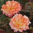 Kép 3/4 - Rosa 'Vizantina™' - narancssárga - fehér - virágágyi floribunda rózsa