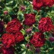 Kép 1/3 - Rosa 'Coral™' - vörös - talajtakaró rózsa