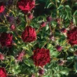 Kép 2/3 - Rosa 'Coral™' - vörös - talajtakaró rózsa