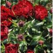 Rosa 'Coral™' - vörös - talajtakaró rózsa
