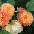 Kép 2/3 - Rosa 'Eveline Wild™' - sárga - nosztalgia rózsa