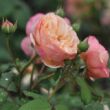Rosa 'Eveline Wild™' - sárga - nosztalgia rózsa