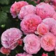 Kép 2/3 - Rosa 'Theo Clevers™' - rózsaszín - virágágyi floribunda rózsa
