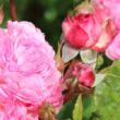 Kép 3/3 - Rosa 'Theo Clevers™' - rózsaszín - virágágyi floribunda rózsa