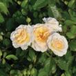 Kép 1/3 - Rosa 'Tisa™' - sárga - virágágyi floribunda rózsa