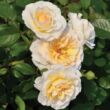 Rosa 'Tisa™' - sárga - virágágyi floribunda rózsa