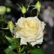 Rosa 'Tisa™' - sárga - virágágyi floribunda rózsa
