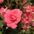 Rosa 'Bad Birnbach ®' - rózsaszín - virágágyi floribunda rózsa