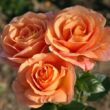 Kép 1/3 - Rosa 'Bengali®' - narancssárga - virágágyi floribunda rózsa