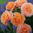 Rosa 'Bengali®' - narancssárga - virágágyi floribunda rózsa