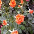Kép 3/3 - Rosa 'Bengali'® (syn.: 'KORbehati') - Floribunda rózsa (narancssárga)