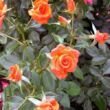 Kép 3/3 - Rosa 'Bengali®' - narancssárga - virágágyi floribunda rózsa