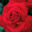 Kép 1/3 - Rosa 'Liebeszauber 91®' - vörös - teahibrid rózsa