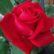 Kép 2/3 - Rosa 'Liebeszauber 91®' - vörös - teahibrid rózsa