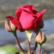 Kép 3/3 - Rosa 'Liebeszauber 91®' - vörös - teahibrid rózsa