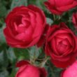 Kép 1/3 - Rosa 'Milano®' - vörös - virágágyi floribunda rózsa