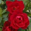 Kép 2/3 - Rosa 'Milano®' - vörös - virágágyi floribunda rózsa