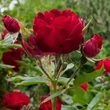 Kép 3/3 - Rosa 'Milano®' - vörös - virágágyi floribunda rózsa