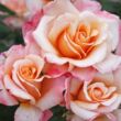 Kép 2/3 - Rosa 'Oh Happy Day®' - sárga - teahibrid rózsa