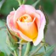 Kép 3/3 - Rosa 'Oh Happy Day®' - sárga - teahibrid rózsa
