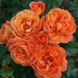 Kép 1/3 - Rosa 'Phoenix®' - narancssárga - virágágyi floribunda rózsa