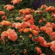Rosa 'Phoenix®' - narancssárga - virágágyi floribunda rózsa