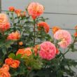 Rosa 'Phoenix®' - narancssárga - virágágyi floribunda rózsa