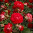 Rosa 'Rosige Landdrostei®' - vörös - virágágyi floribunda rózsa