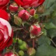 Rosa 'Rosige Landdrostei®' - vörös - virágágyi floribunda rózsa