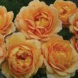 Kép 2/3 - Rosa 'Sonnenwelt®' - sárga - virágágyi floribunda rózsa