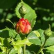Rosa 'Sonnenwelt®' - sárga - virágágyi floribunda rózsa